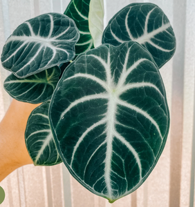 Alocasia Ninja 6"