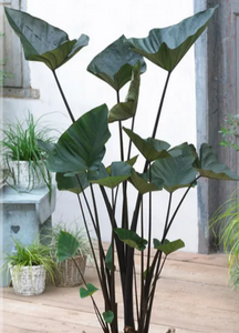 Alocasia Teacup 6"