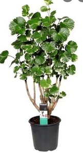 Aralia Balfouriana 6"