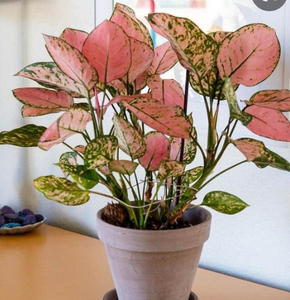 Aglaonema Pink Valentine 4"