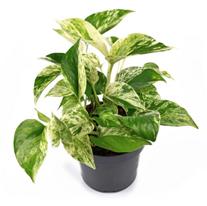 Marble Queen Pothos 6"