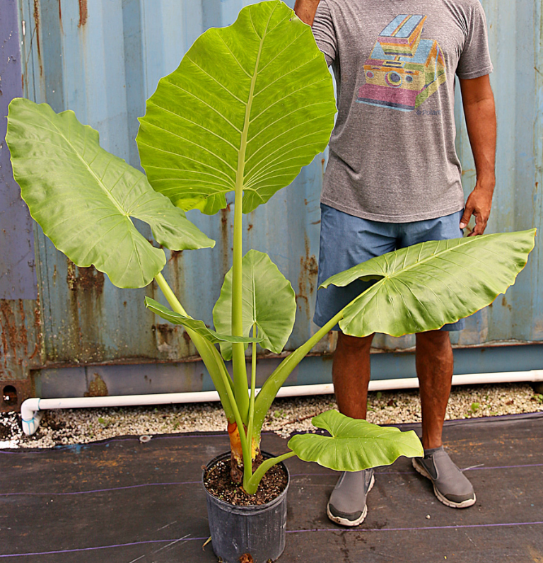 Alocasia Borneo Giant 3G/10