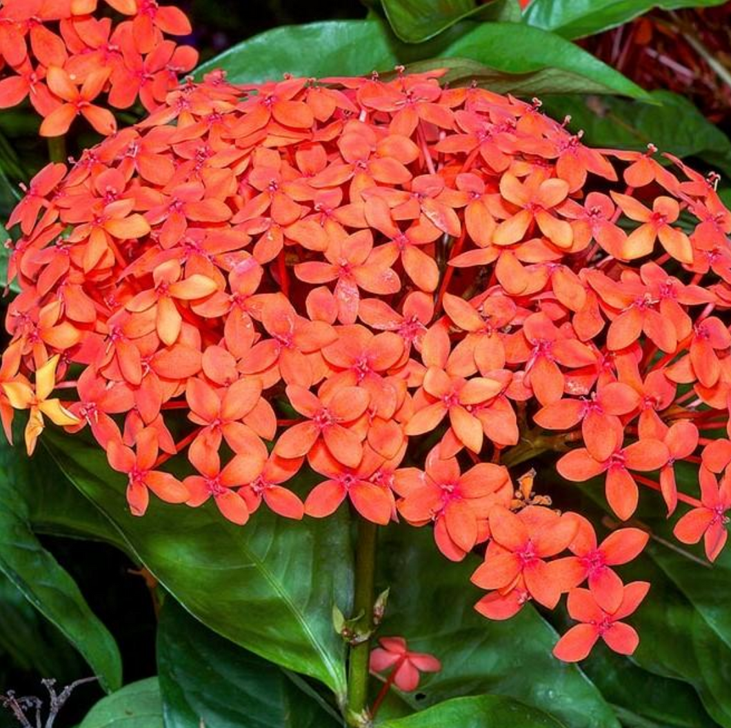 Ixora Maui Red 6