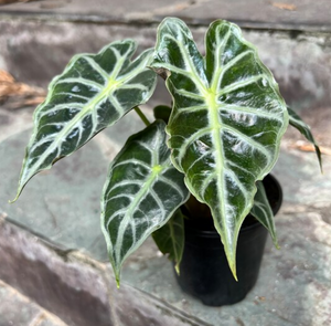 Alocasia Mandalay 6"