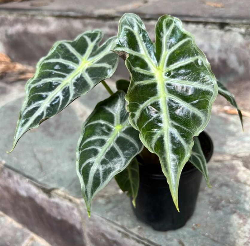 Alocasia Mandalay 6