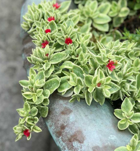 Aptenia Baby Sun Rose Variegated 6"