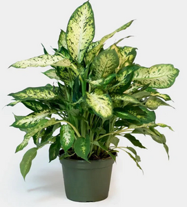 Dieffenbachia Perfection Compacta 6"