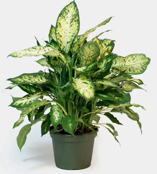 Dieffenbachia Perfection Compacta 6