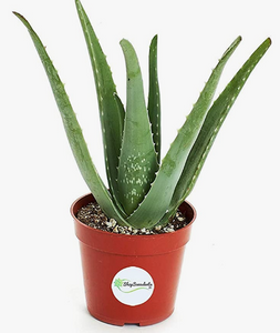 Aloe Vera 4"