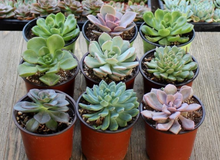Load image into Gallery viewer, Echeveria Assorted

