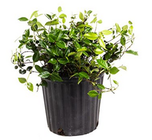 Jasmine Minima Green 6"