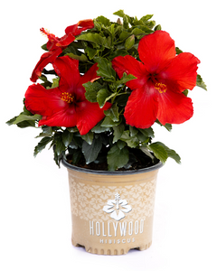 Hibiscus Hollywood First to Arrive 3G/10"