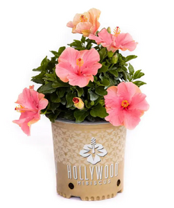 Hibiscus Hollywood First Lady 3G/10"