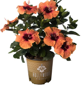 Hibiscus Hollywood Disco Diva 3G/10"