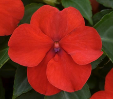Load image into Gallery viewer, Impatiens Beacon Series 4.5"
