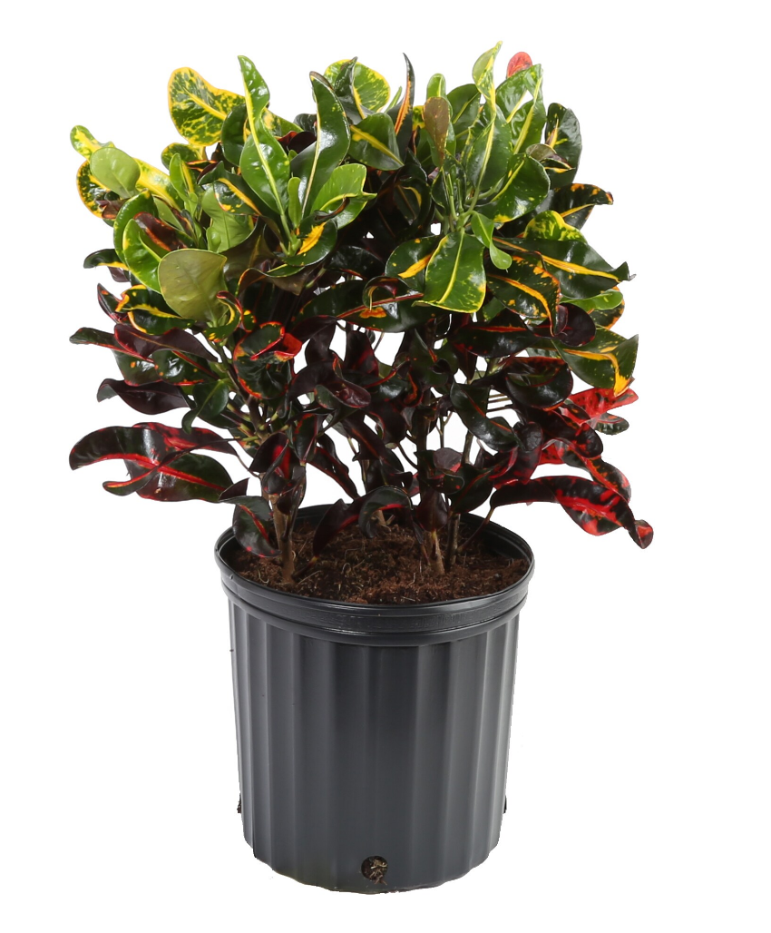 Croton Red Mammy 3G/10''