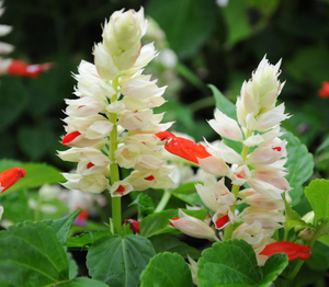 Salvia Reddy Series White 4.5"