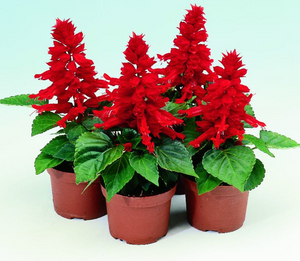 Salvia Reddy Series Red 4.5"