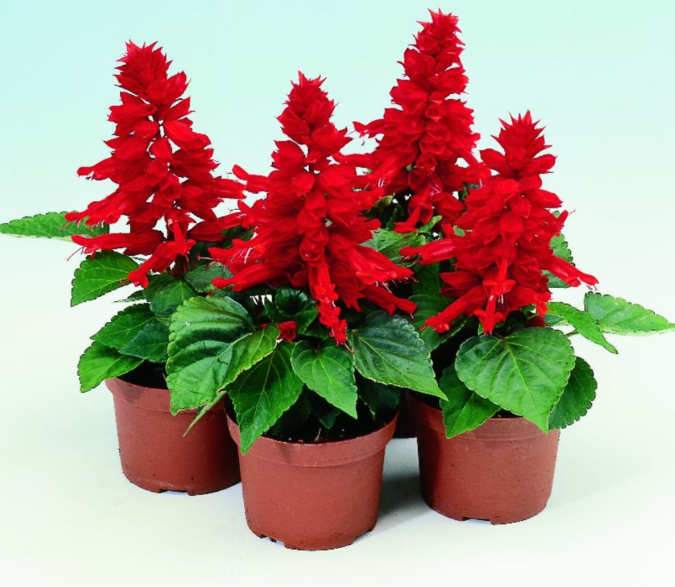 Salvia Reddy Series Red 4.5