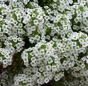 Alyssum White 4.5"