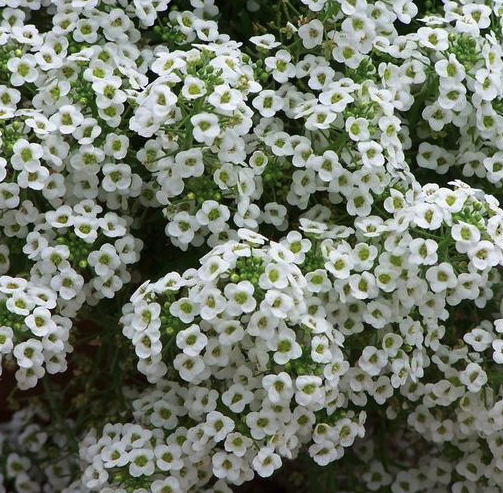 Alyssum White 4.5