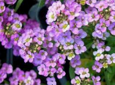 Alyssum Lavender 4.5"