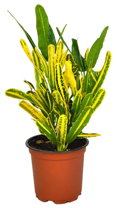 Croton Yellow Banana 6