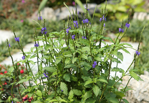 Caribbean Porterweed 3G/10"