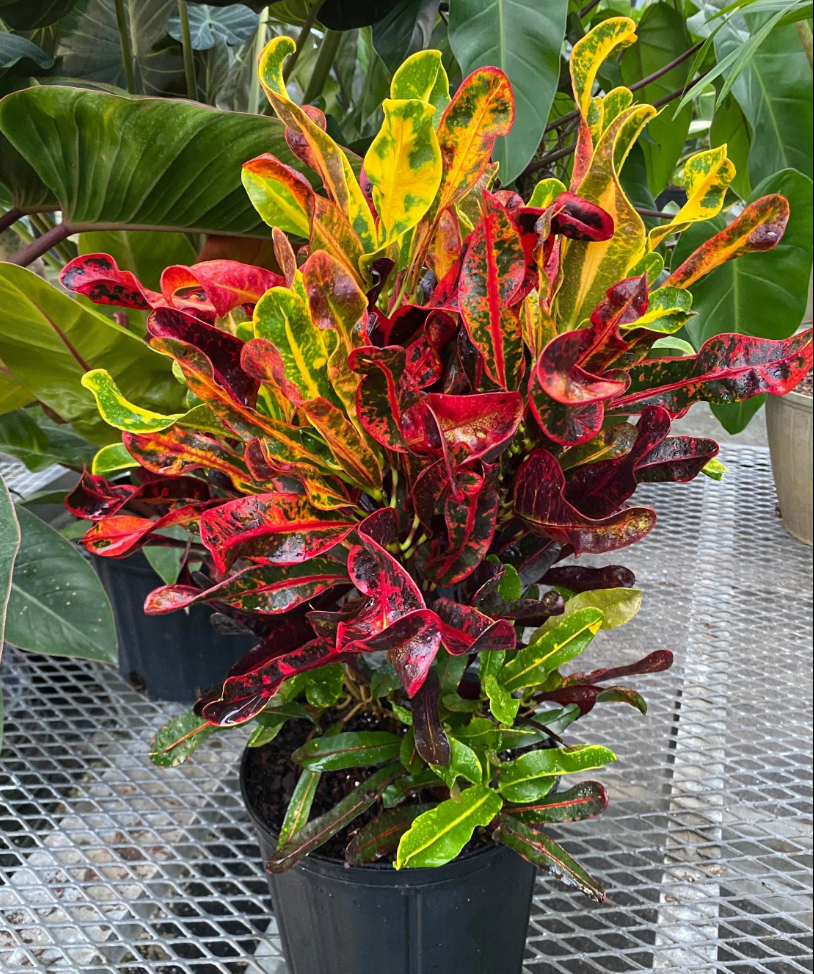 Croton Red Banana 6