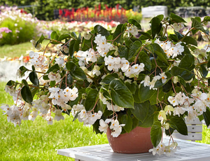 Begonia Dragon Wing White 6"