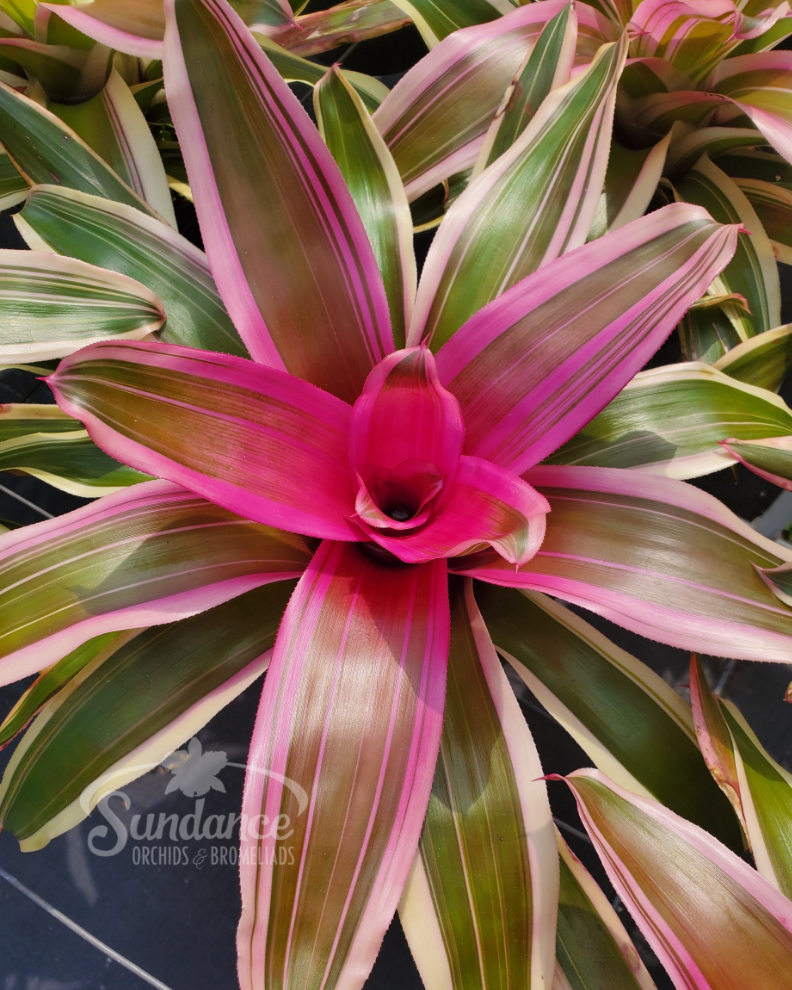 Bromeliad Neoregelia 'Franca' 6