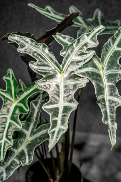 Alocasia Sanderiana Var. Nobilis 6