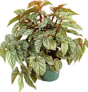 Angel Wing Begonia 6"