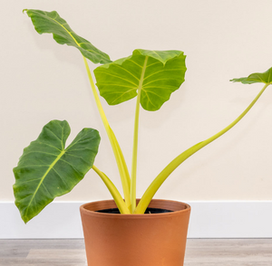 Alocasia Lutea 6”