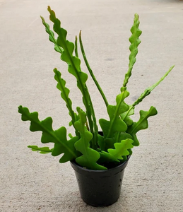 Epiphyllum Fishbone Cactus 4"