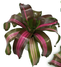 Load image into Gallery viewer, Bromeliad Neoregelia &#39;Wolfgang&#39; 6&quot;
