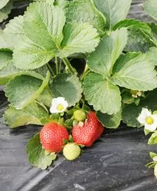 Strawberry 5"