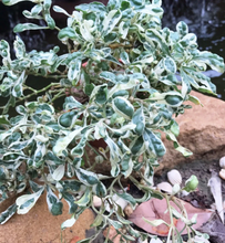 Load image into Gallery viewer, Alternanthera Snowball 1G/6"
