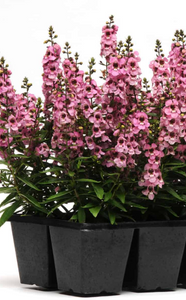 Angelonia Serenita Pink 6”