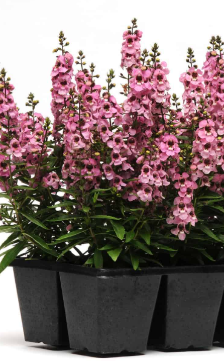 Angelonia Serenita Pink 6”