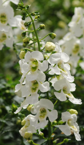 Angelonia Serenita White 6"