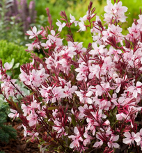 Load image into Gallery viewer, Gaura 1G/6"
