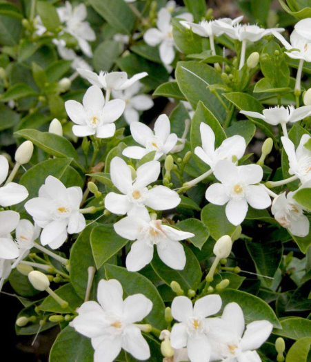 Jasmineさま♡ミルキーホワイト Jasmine Asian Snow – Casaplanta Miami