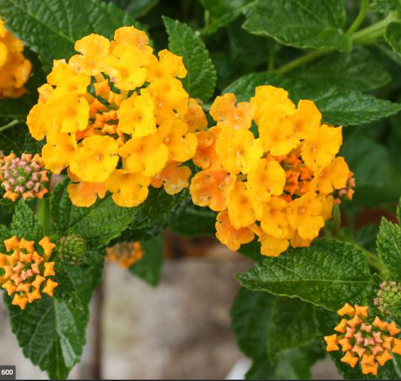 Lantana New Gold 6