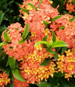 Ixora Taiwanese Orange 3G/10"