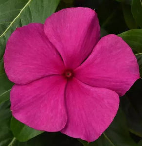 Vinca Valiant, Magenta 4.5”