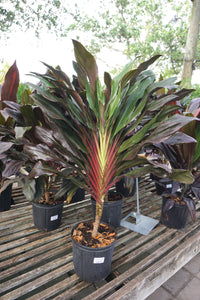 Cordyline Singapore Twist 10"