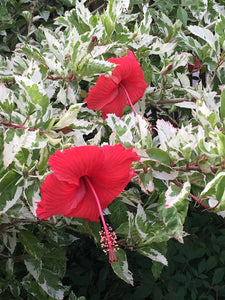 Hibiscus Snow Queen 3G/10”