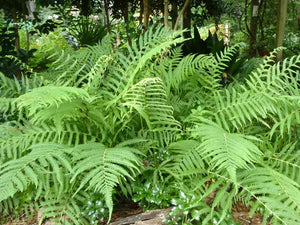 Southern Shield Fern 6"