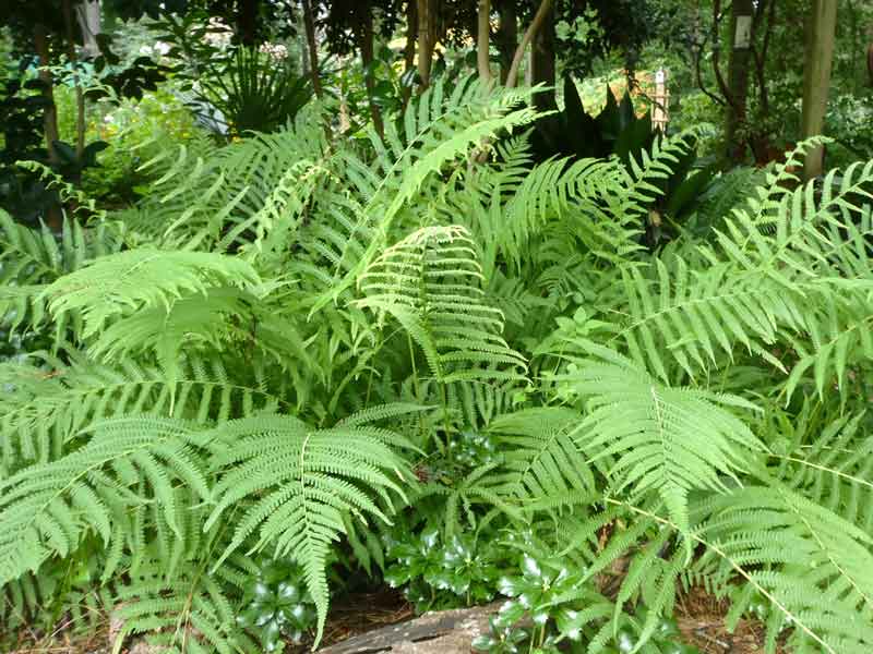 Southern Shield Fern 6